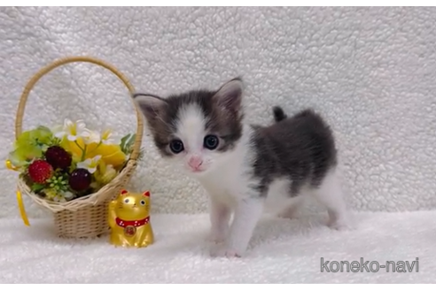 成約済の千葉県のノルウェージャンフォレストキャット-102696の3枚目